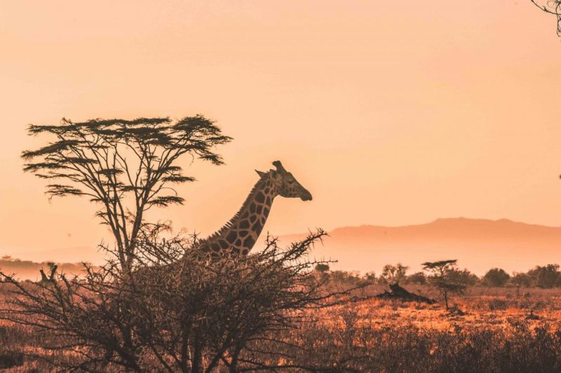 Giraffe by thorn tree at sunset