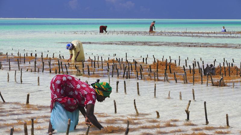Paje seaweed farmers, Zanzibar