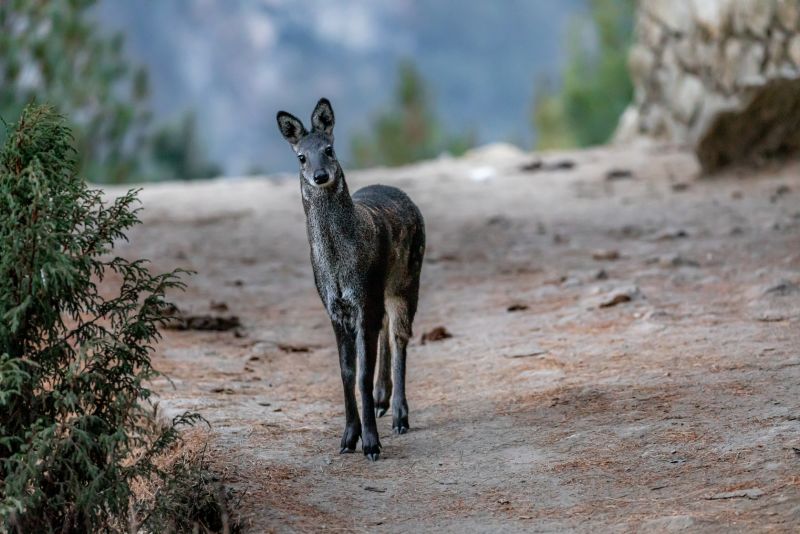 Portrait of beautiful Musk deer, taken in late afternoon on the way to Namche bazaar, Nepal 