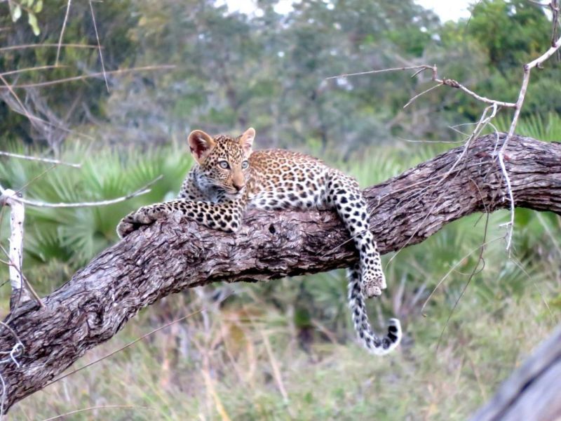 young leopard in a tree