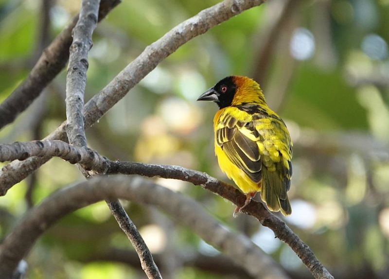 male village weaver in Uganda wildlife in pictures