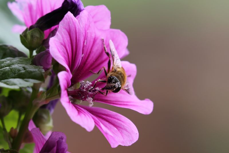 Bee on pink flower in Thimphu