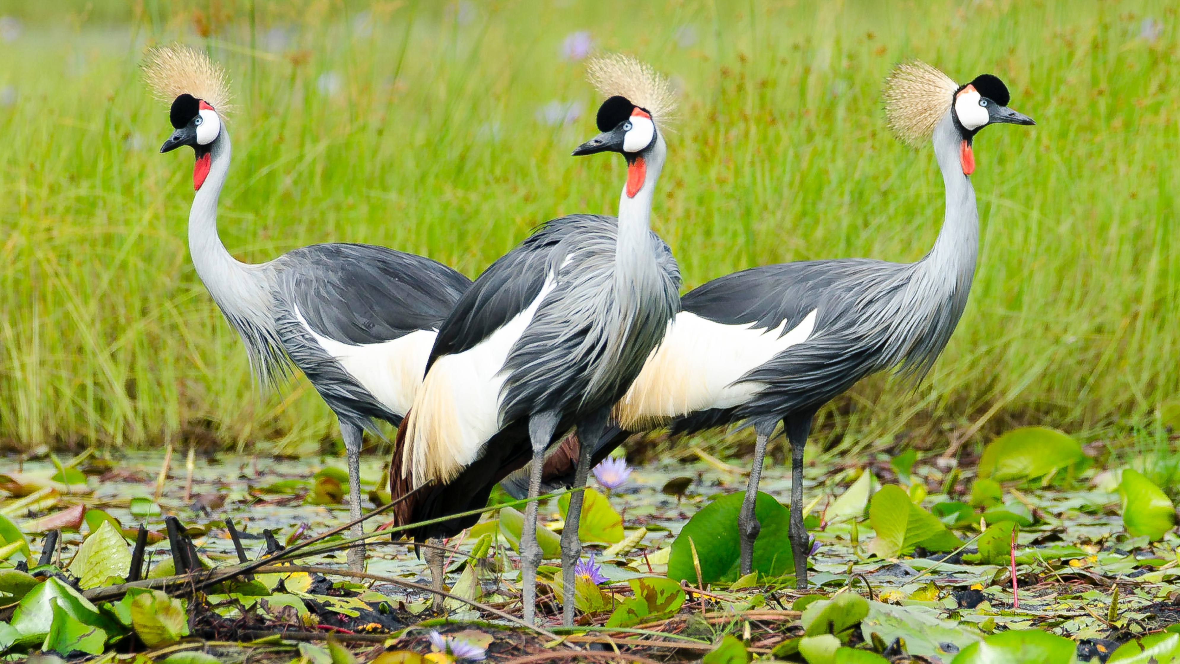 Grey crowned cranes in Mabamba Swamp, Uganda