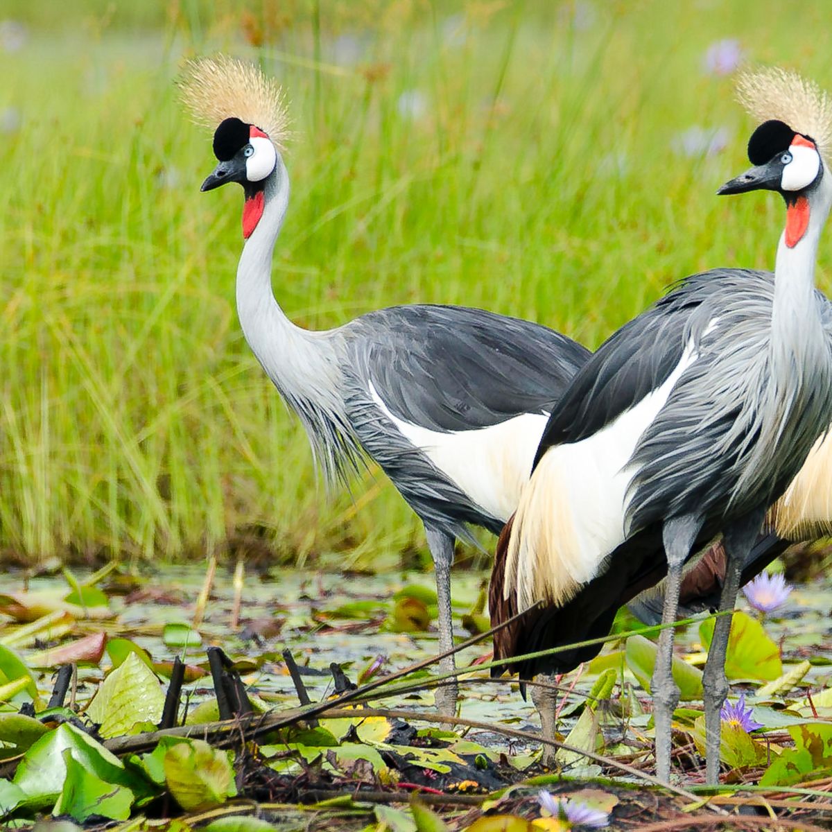 Grey crowned cranes in Mabamba Swamp, Uganda