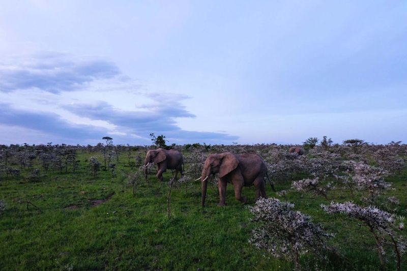 Elephants, Masai Mara, Kenya