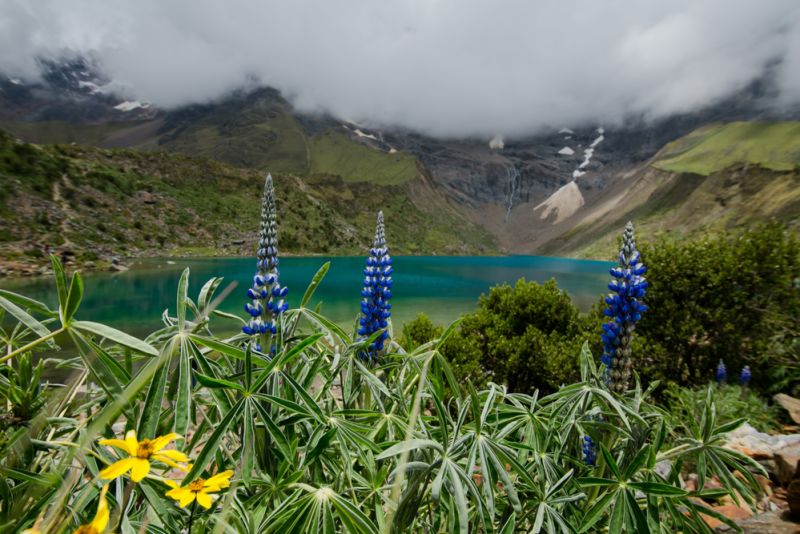 Blue and yellow flowers in front of Humantay Lake nearby Salkantay Trek route, Peru