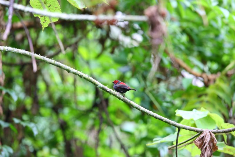 Dusky crimsonwing perched on a thin, bare branch in forest canopy of Nyungwe National Park, Rwanda