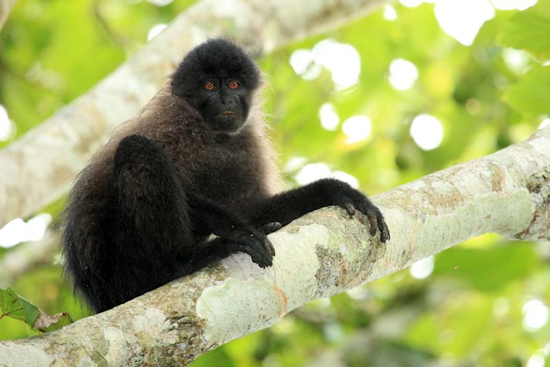 A grey-cheeked mangabey in Bwindi Forest