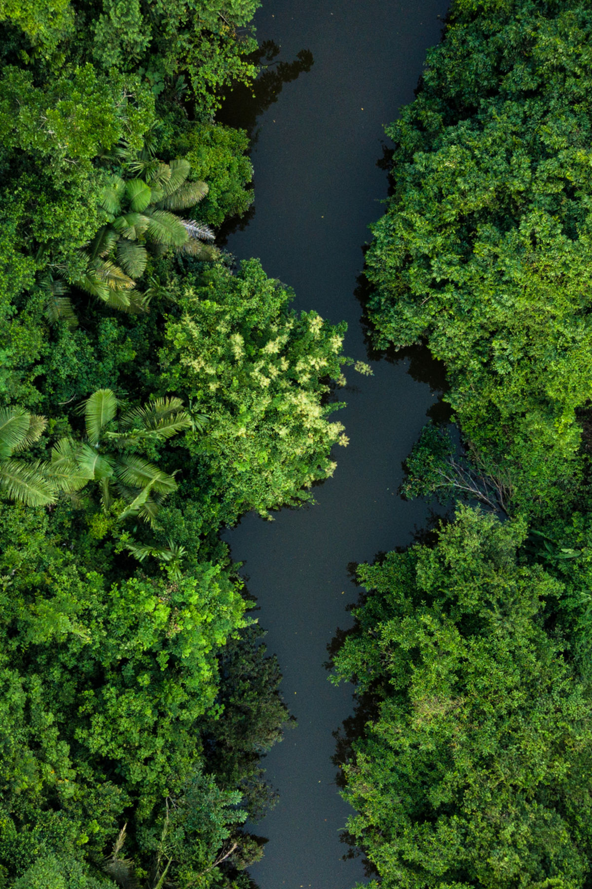 Aerial view of Peruvian Amazon rainforest