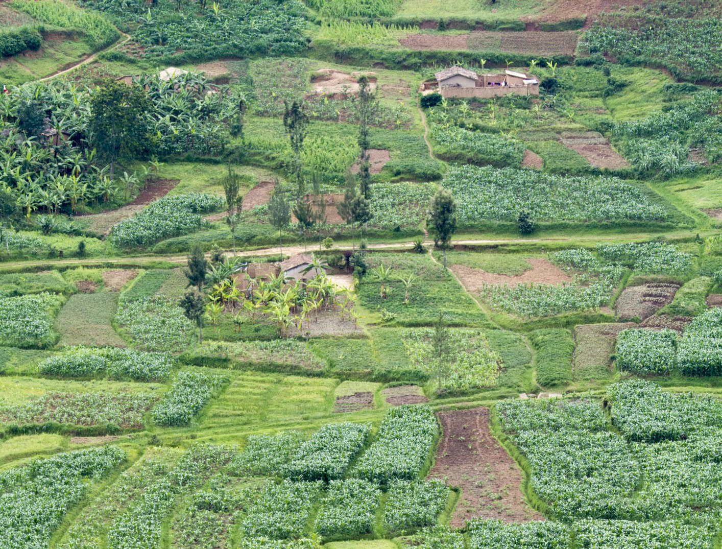 Landscape of Rwanda, tea plantation