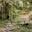 Stone stairs through forest on Annapurna Circuit, Nepal