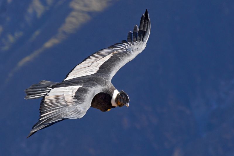 Andean condor in flight above mountains in Peru