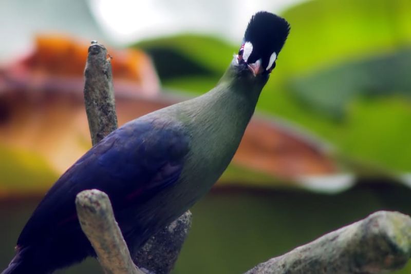 Turaco bird, Bwindi Impenetrable National Park, Uganda