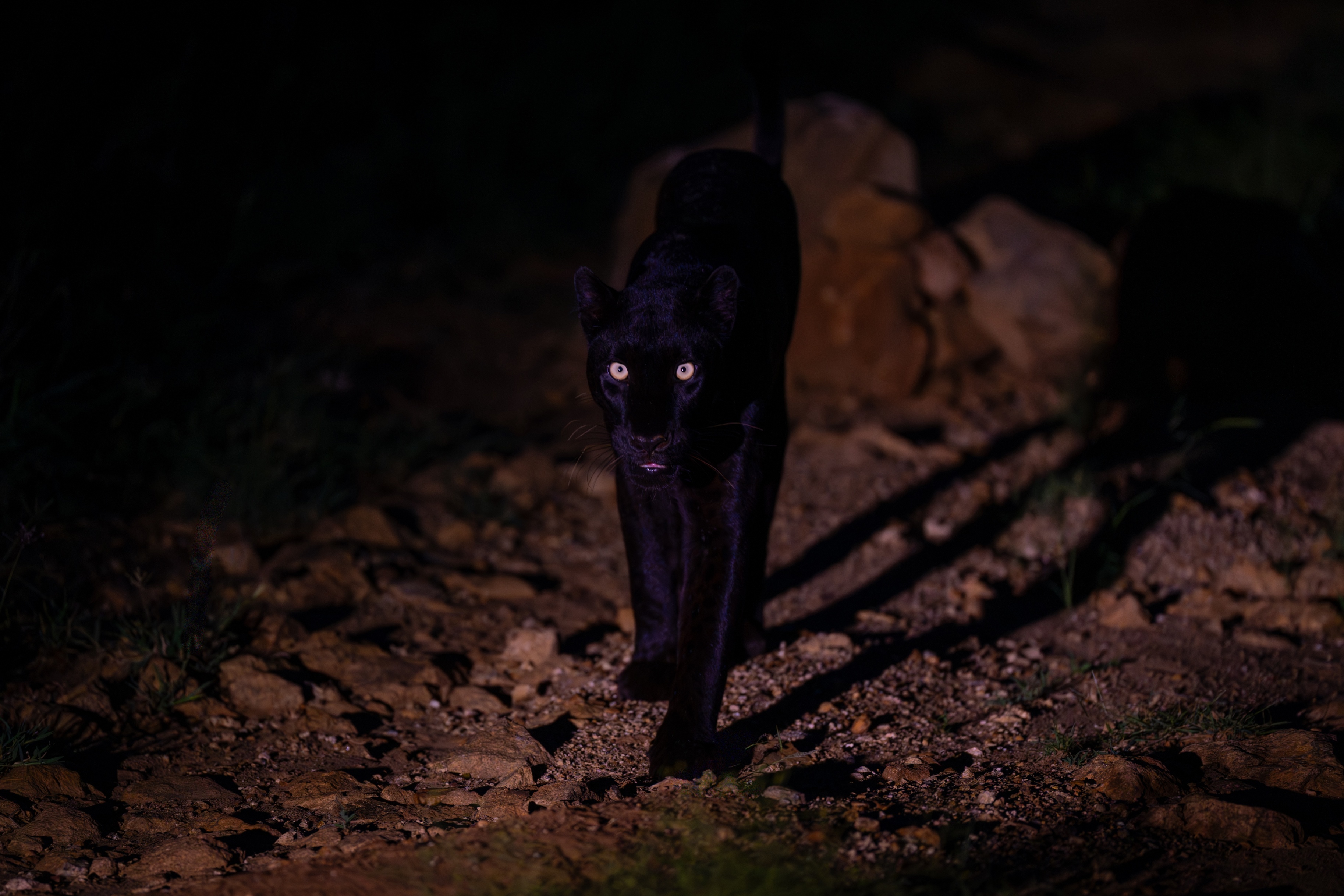 Female black leopard Giza crossing a rock at night in Laikipia North, Kenya