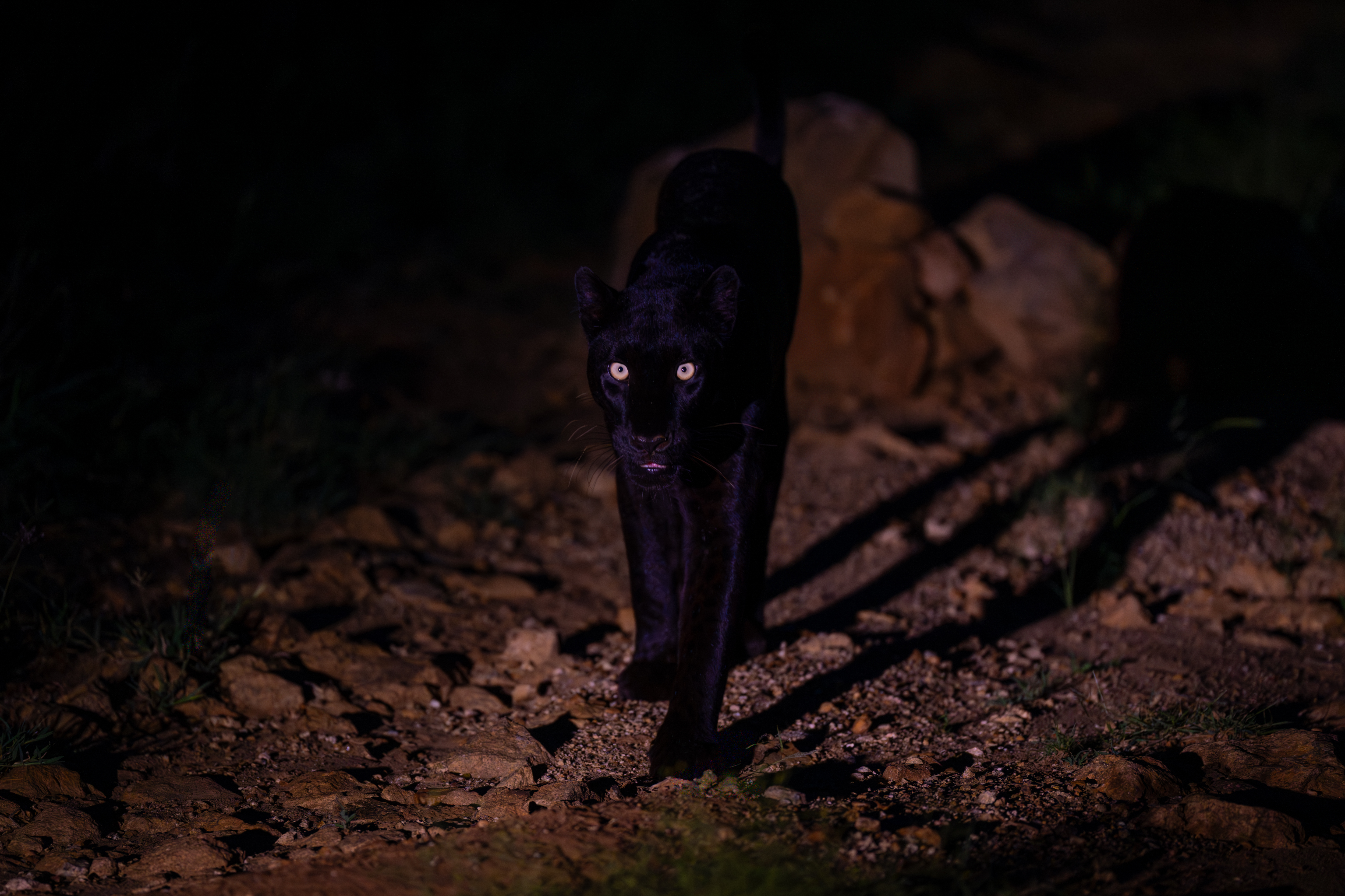 Female black leopard Giza crossing a rock at night in Laikipia North, Kenya