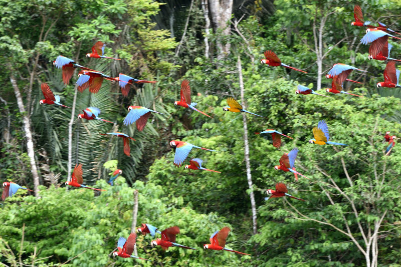 Macaws in flight in Peruvian rainforest 2