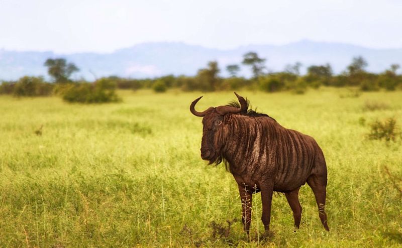 standing blue wildebeest in grassland