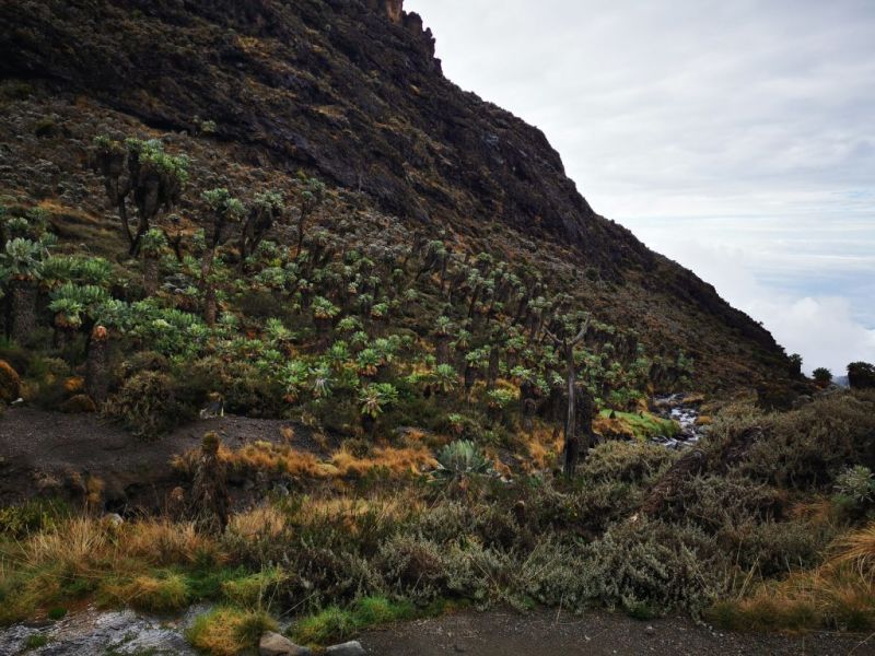 Moorland vegetation on Kilimanjaro