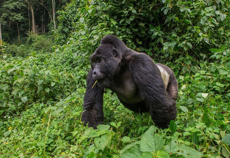 mountain gorilla