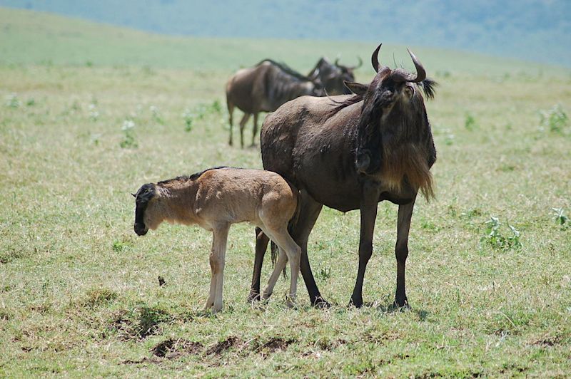 Wildebeest foal