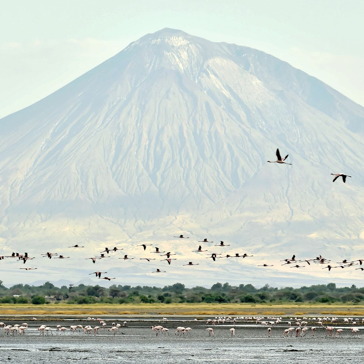 Flamingoes Lake Natron Ol Doinyo Lengai Tanzania safari
