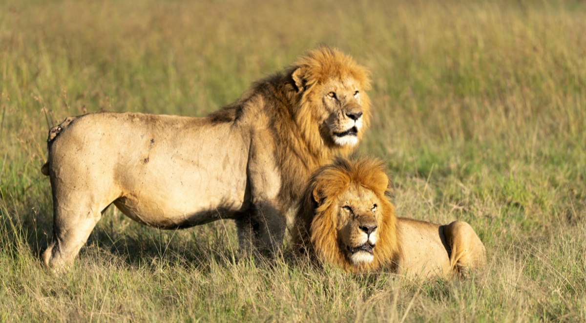 Lions resting in Maasai Mara National Reserve