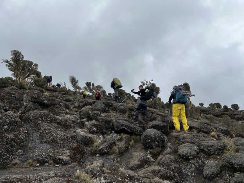 Day 3 of Lemosho route in moorland of Kilimanjaro 