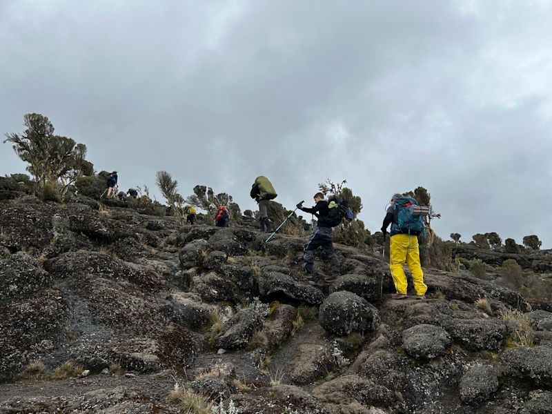 Day 3 of Lemosho route in moorland of Kilimanjaro