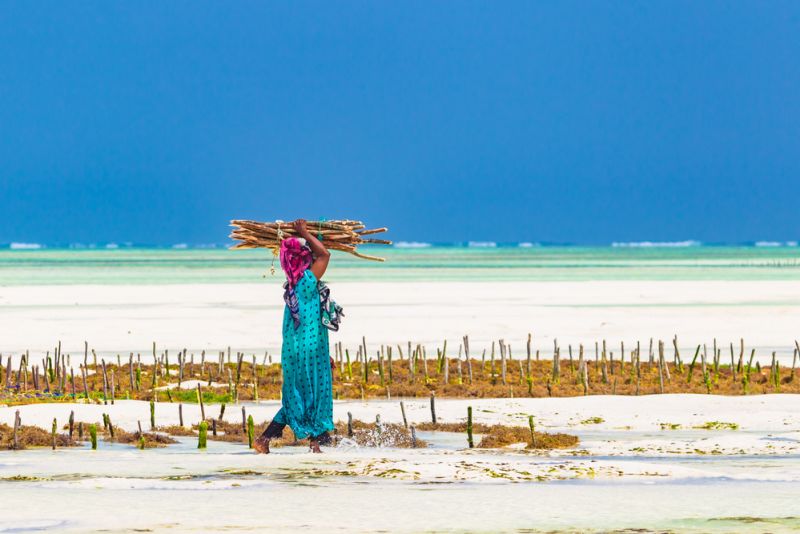 Woman working in sea weed plantation. Paje, Zanzibar, Tanzania