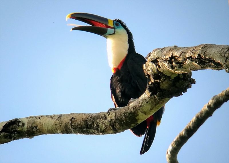white throated toucan on branch with blue sky behind in Peru's Amazon rainforest, Tambopata
