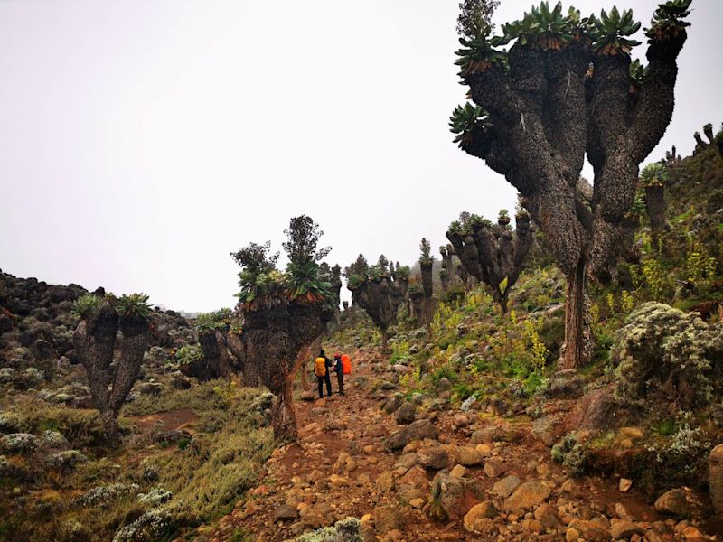 Giant groundsels Kilimanjaro