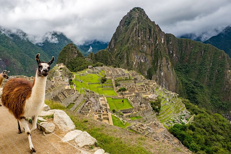 Llama in front of Machu PIcchu, Peru, Inca Trail