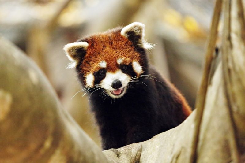 Red panda, ilurus fulgens