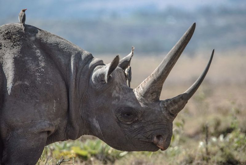 Black rhino in profile with bird on back