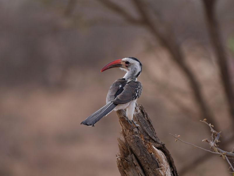 rotschnabeltoko or hornbill on a broken tree branch