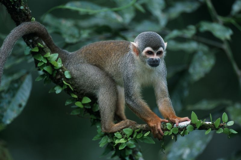 Squirrel-monkey on a branch in Tambopata REserve, Peruvian Amazon rainforest 
