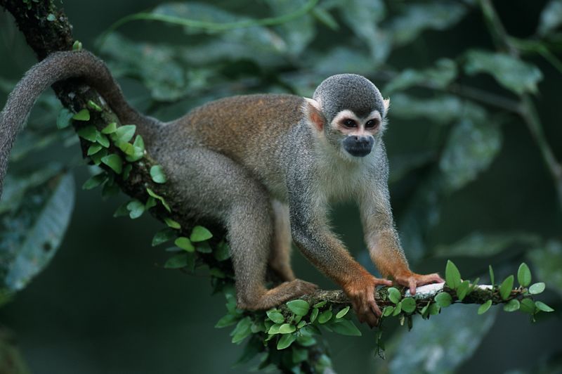 Squirrel-monkey on a branch in Tambopata REserve, Peruvian Amazon rainforest