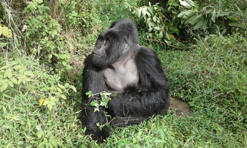 Mgahinga gorilla eating