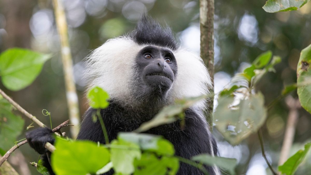 Ours. S. Colobus monkey in Rwanda