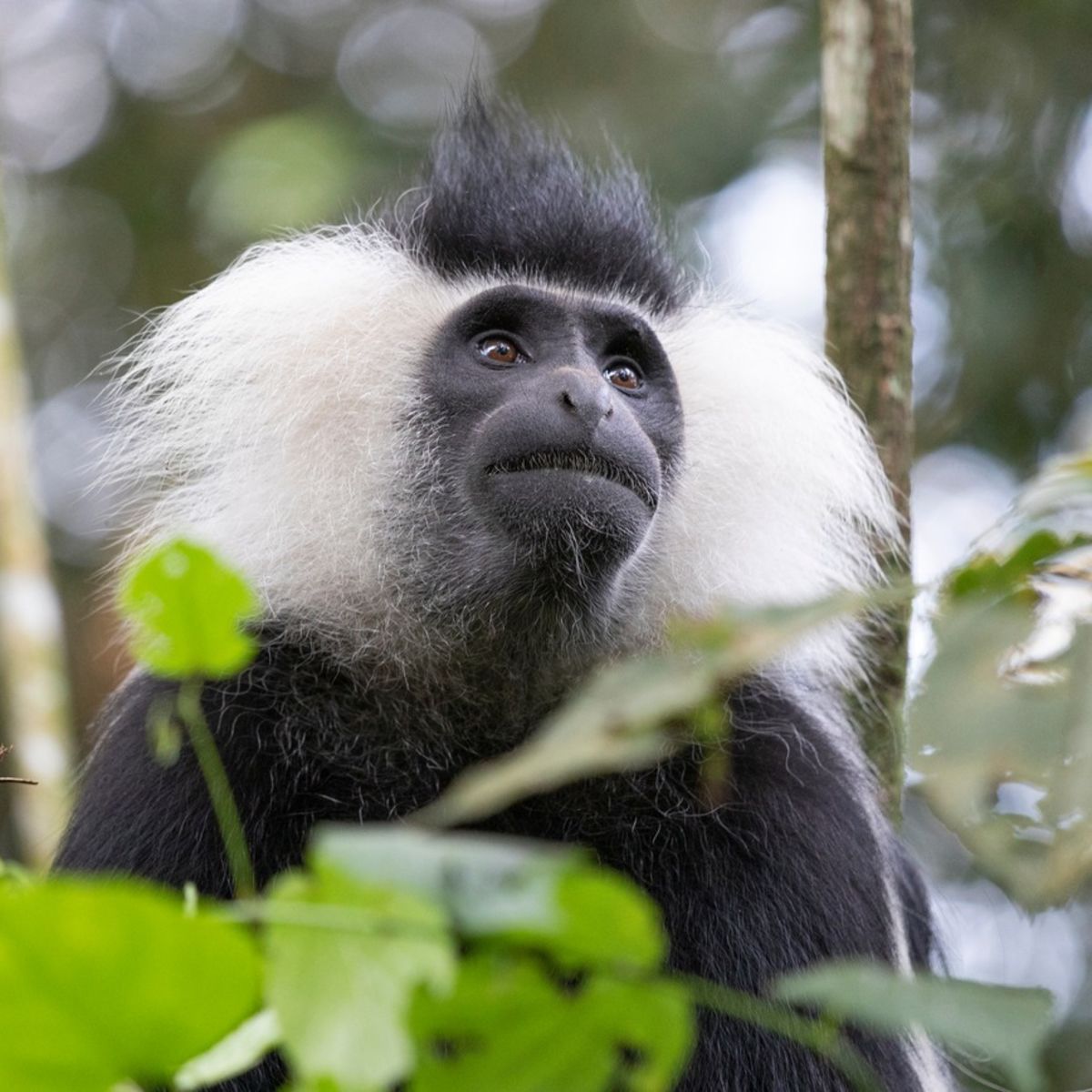 Ours. S. Colobus monkey in Rwanda