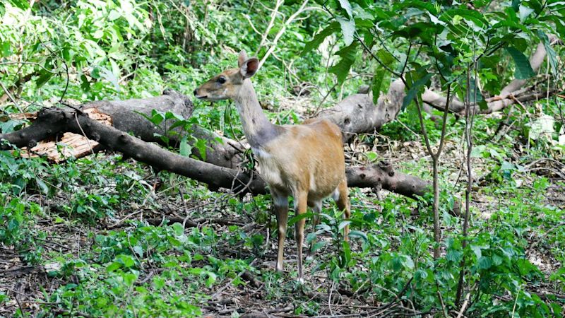 bushbuck in forest of Lake Manyara National Park