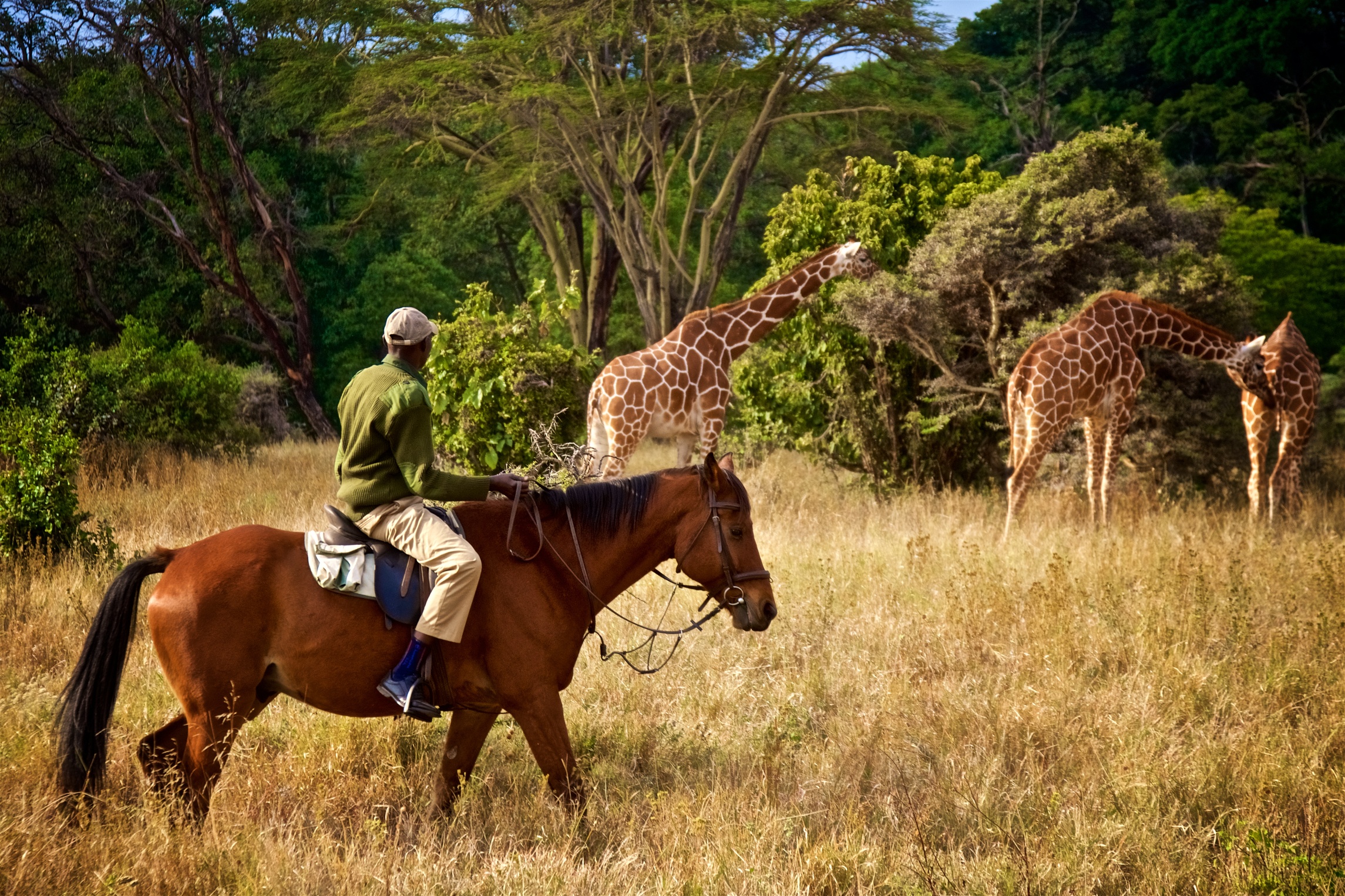 Ranger on horse by giraffes African horse riding safari 