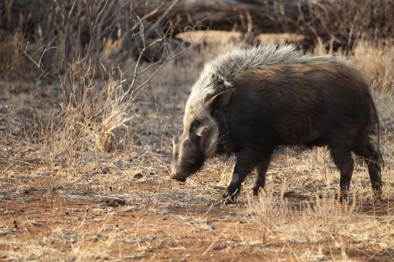 Ours. S. African southern bush pig
