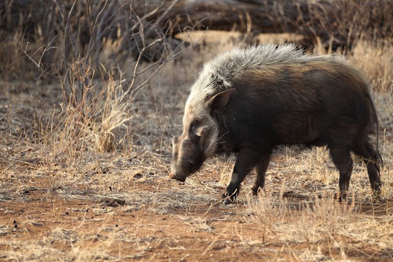 Ours. S. African southern bush pig