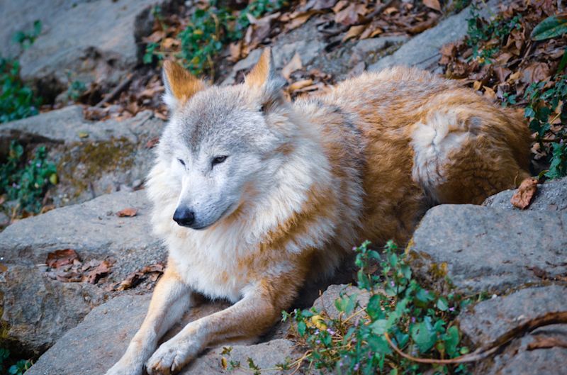 Himalayan wolf lying on the ground