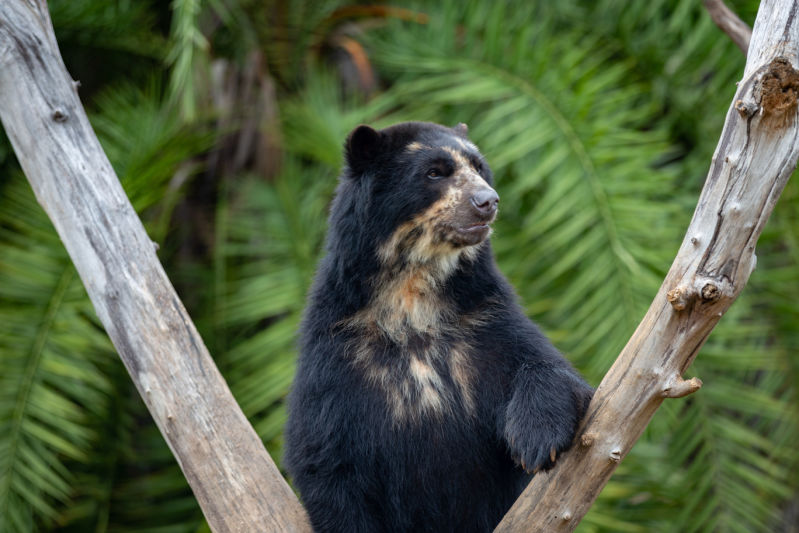Spectacled bear in a tree in the Andes 