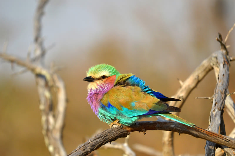 Lilac-Breasted Roller (Coracias caudata) in Kruger National Park, South Africa