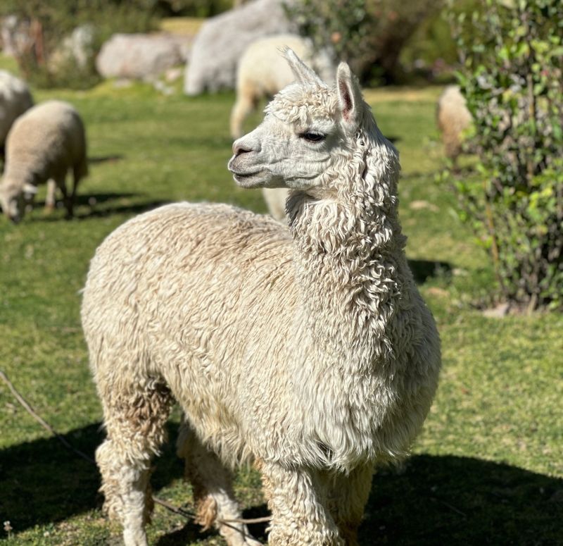 alpaca close up in Sacred Valley