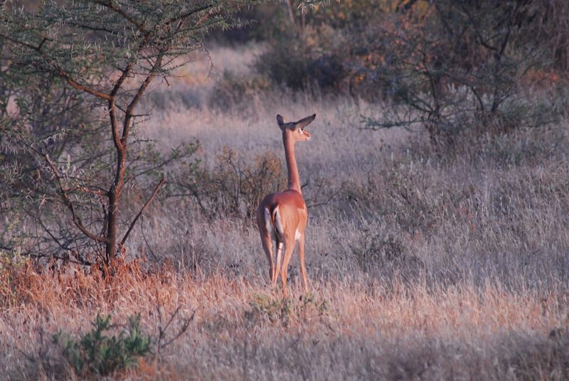 Gerenuk in Samburu region, Kenya safari