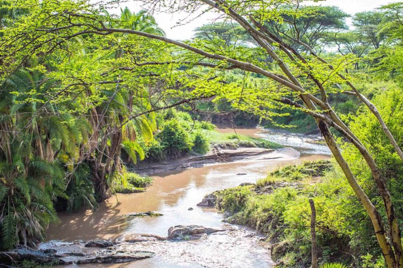 Trees-near-river-in-serengeti